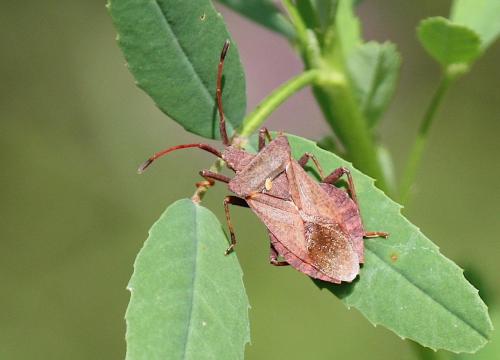 Réf. 238 530 : Coreus marginatus